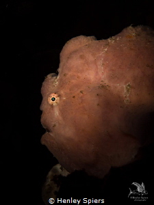 Profile of a Moody Giant Frogfish
Olympus EM5, Olympus 6... by Henley Spiers 